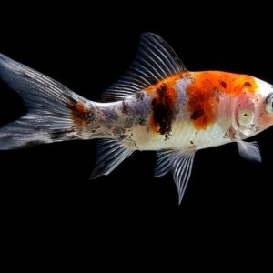 Carpa Carassius Calico