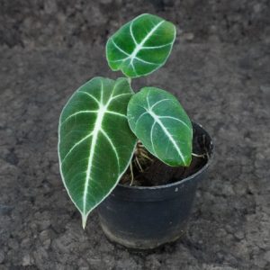 Alocasia reginula ‘Black velvet’