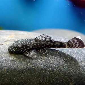 Ancistrus Plecostomus