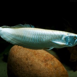 Arowana plateada Osteoglossum bicirrhosum