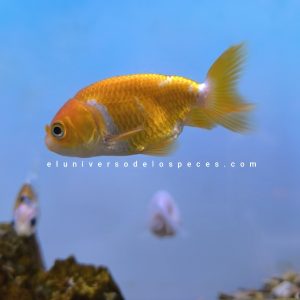 Bailraina ranchu Carassius auratus