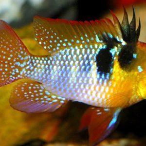 Ciclido enano Mikrogeophagus ramirezi