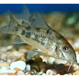 Corydora Pimienta