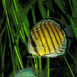 Disco Symphysodon Aequifasciatus axelrodi
