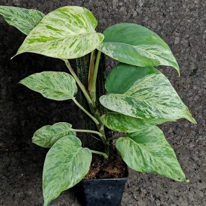 Epipremnum aureum ‘Snow Queen’