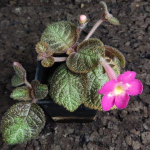 Episcia cupreata ‘Pink Panther’