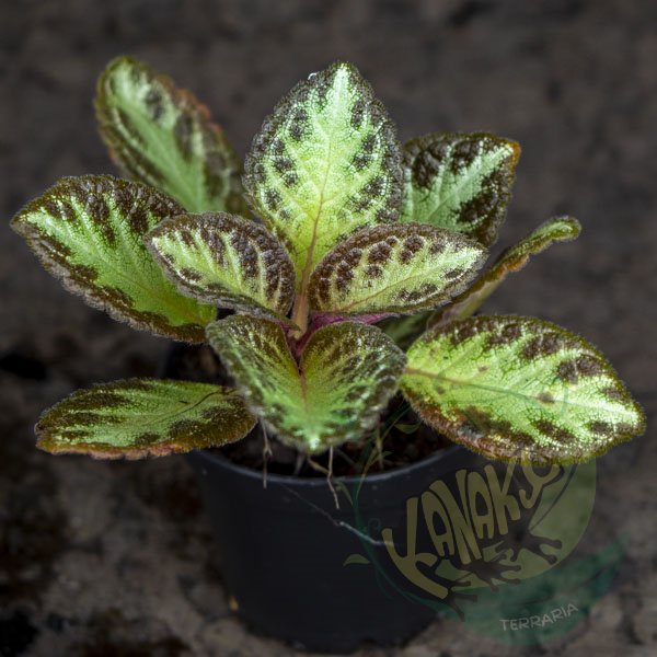 Episcia reptans