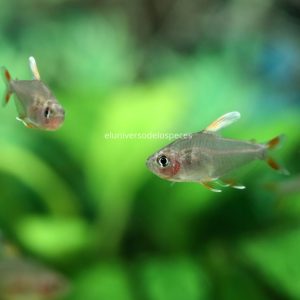 Hyphessobrycon bentosi tetra rossy