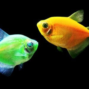 Monja Fluorescente Gymnocorymbus ternetzi