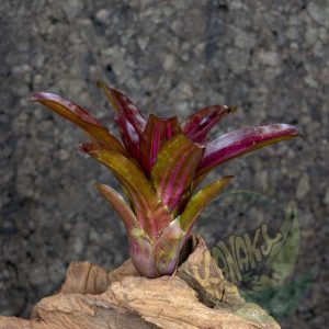 Neoregelia iris