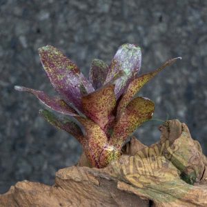 Neoregelia Red Waif