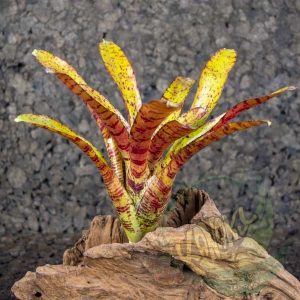 Neoregelia ampullacea hybrid