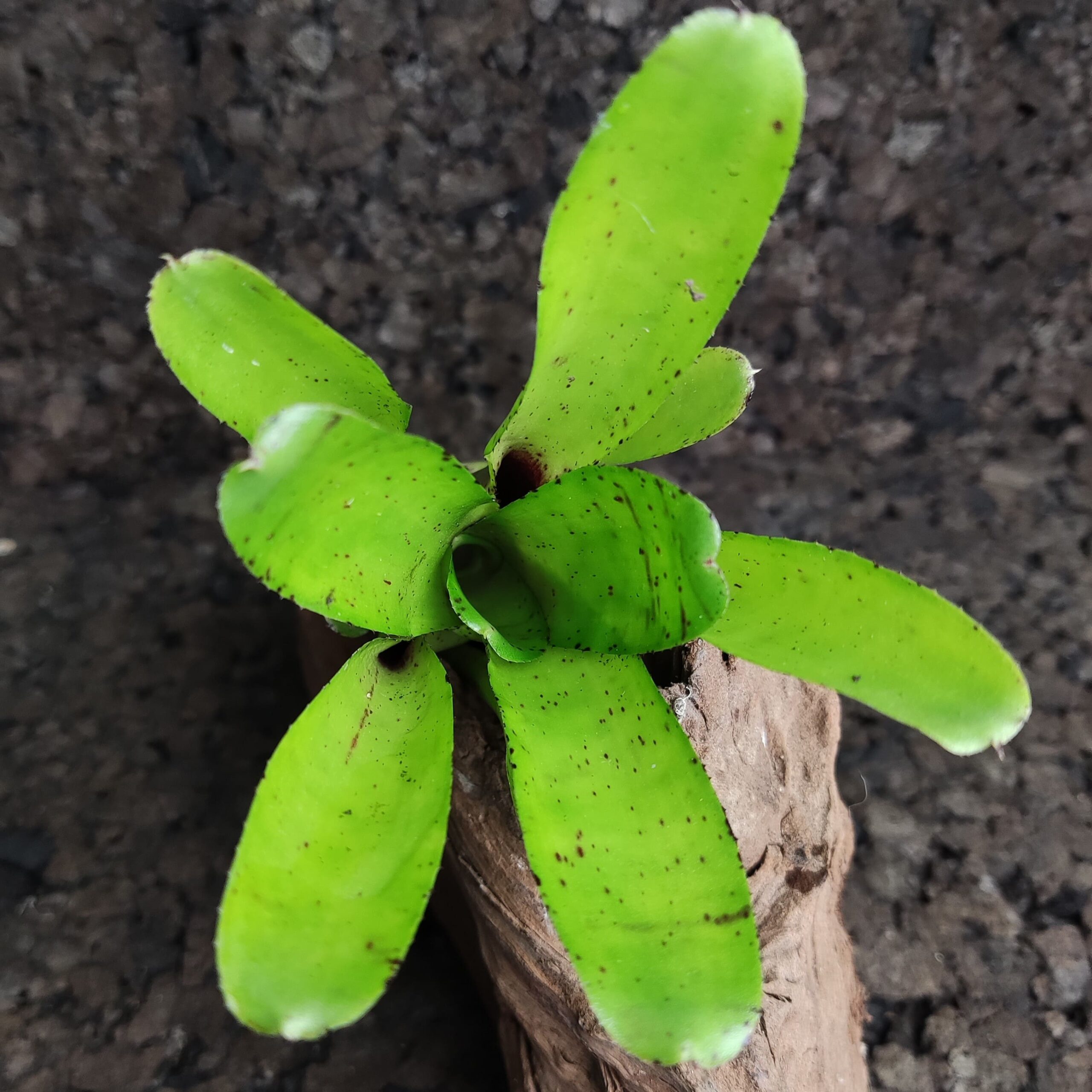 Neoregelia aria - Imagen 2