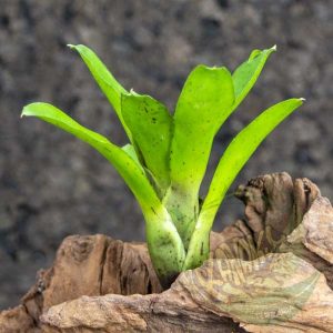 Neoregelia Hybrid ‘small’