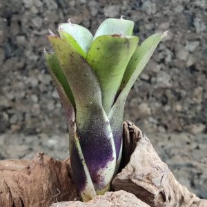 Neoregelia hybrid small colored