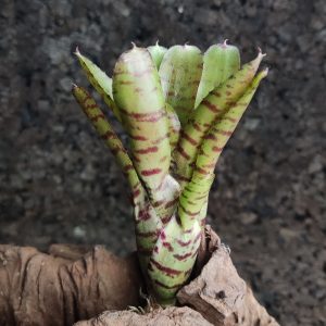 Neoregelia medium small