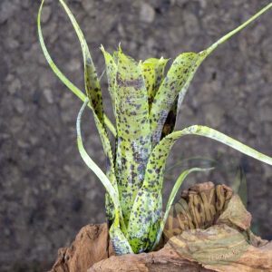 Neoregelia pauciflora