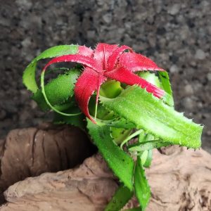 Neoregelia pendula var. brevifolia