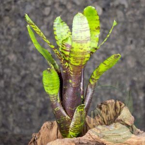 Neoregelia punctatissima black