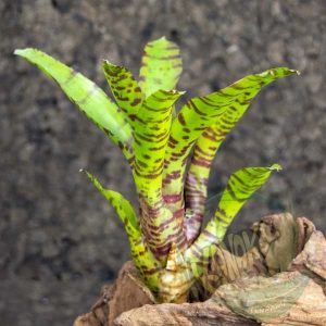 Neoregelia rubrifolia ‘Tiger’