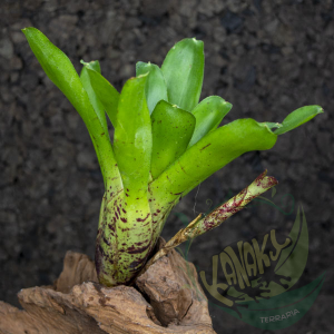Neoregelia tigrina hybrid