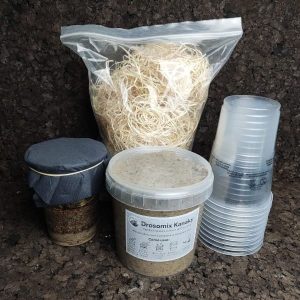 Pack autoconsumo Drosophila hydei