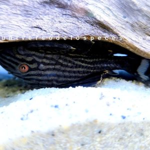 Panaque Nigrolineatus cucha real