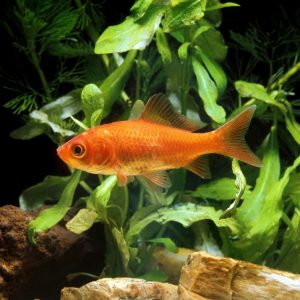 Pez Goldfish Carassius auratus