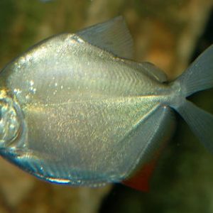 Pez moneda Metynnis argenteus