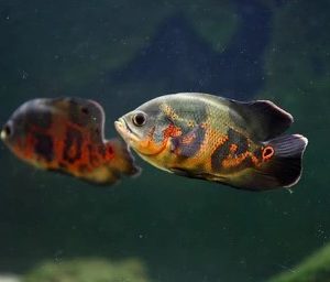 Pez oscar astronotus ocellatus