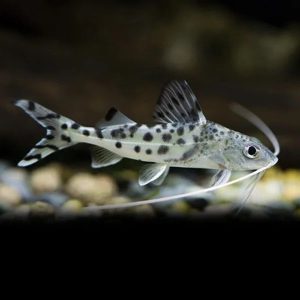 Pimelodus pictus tiburon tigrillo