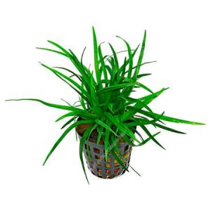 Planta Acuatica Eriocaulon vietnam