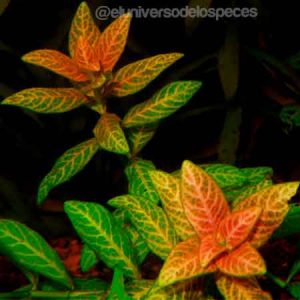 Planta Acuática Hygrophila Rosanervig