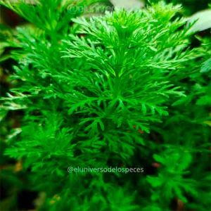 Planta Acuatica Limnophila sessiliflora (ambulia)