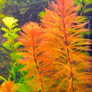 Planta Acuatica Myriophyllum roraima