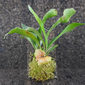 Platycerium bifurcatum en corcho