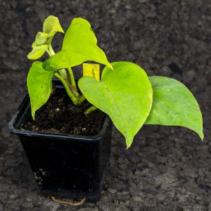 Epipremnum neon