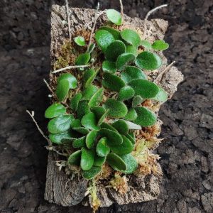 Pyrrosia nummularifolia en bornizo