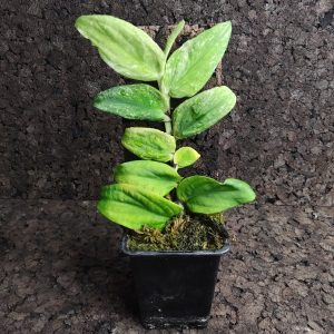 Rhaphidophora korthalsii variegada