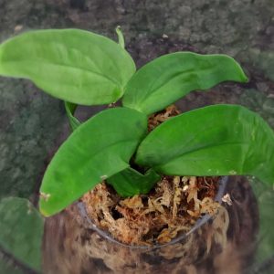 Rhaphidophora korthalsii