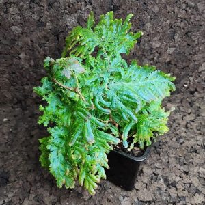 Selaginella willdenowii
