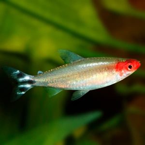 Tetra borrachito Hemigrammus rhodostomus