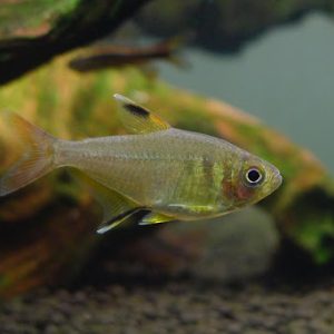 Tetra pluma Hemigrammus Unilineatus