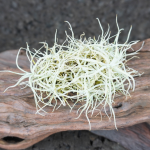 Tillandsia chusgonensis