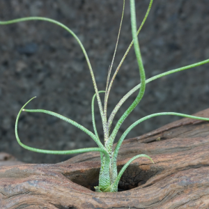 Tillandsia butzii