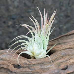 Tillandsia ionantha