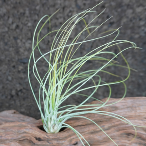 Tillandsia juncea