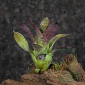 Vriesea gigantea nova