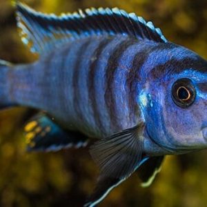 Cíclido Zebra Azul