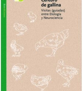 Cerebro de gallina